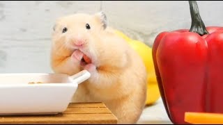 【ASMR】ハムスターの咀嚼音🐹 Hamster's meal scene【音フェチ】