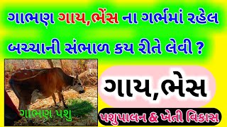 ગાય ભેંસ ના ગર્ભમાં રહેલ બંચ્ચાની સંભાળ કય રીતે લેવી ? | વિયાણ પહેલાં ગર્ભસ્થ બંચ્ચાની સંભાળ #Pashu