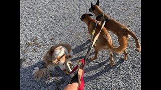 Van Life with Dogs: Morning Walk in Granada’s little village Bacor Adventures