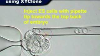 XYClone Laser: 8-cell Embryo Injection (Transgenic Mice)