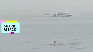 Shark Attack Egypt (Full Video)