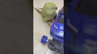 എനിക്ക് പനിയാണ്😂🤩#funny #cuteparrot #shortsfeed #youtubeshorts