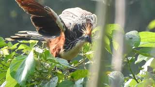 Hoatzin eating leaves, Yachana Lodge, Ecuadorian Amazon