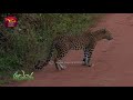 sobadhara sri lanka wildlife documentary 2019 03 01 kotiya