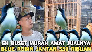 HARGA BURUNG OMBYOKAN 2'EKOR 20 RIBU 5'EKOR 10 RIBU BLUE ROBIN JTN 350 RIBU DI PASAR BURUNG PRAMUKA