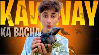 Hamay kawway 𓄿 ka bacha mila 😍 Kawway ke bachay ko hum nei adopt kr lia😇 | Pet Vlogs