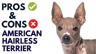 American Hairless Terrier Dog Pros and Cons | American Hairless Terrier Advantages and Disadvantages