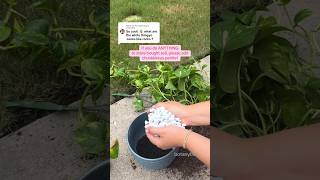 it’s better (and easier) to mix the soil and perlite before repotting the plants 🥲