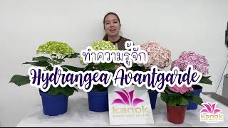 เปิดตัวใหม่ Hydrangea Avantgarde ดอกใหญ่ที่สุด!!!ในกลุ่มสายพันธุ์ mophead