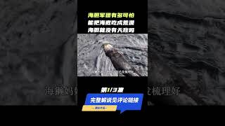 （1/3）肆虐的海胆军团有多可怕，能把海底吃成荒漠，就没有天敌吗？ #科普 #自然 #冷知识