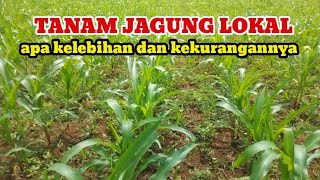 kelebihan dan kekurangan tanam jagung lokal