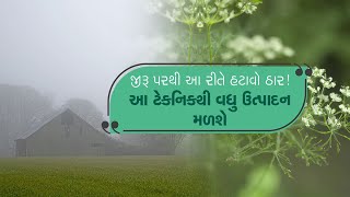 Cumin Seeds Farming Tips: જીરૂના પાકમાં આ રીતે રાખો ધ્યાન, વહેલી સવારનો ઠાર પણ કઇ બગાડી નહીં શકે!