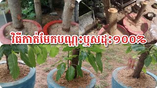 វិធីកាត់មែកបណ្តុះឬសដុះ១០០%