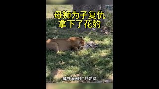 花豹把小獅子當成狩獵目標，不料最終卻為此付出了慘痛代價！ #花豹 #獅子 #內容啟發搜索 #動物解說 #動物世界精彩片段