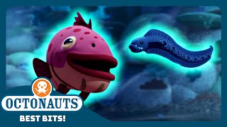 @Octonauts - 🐠 The Grouper Fish and Eels Agree to a Co-operative Hunt! 🪱 | Season 4 | Best Bits!