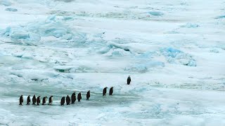 嫦娥奔南北極 與企鵝一同遨遊海冰世界 【第五集】 Emperor Penguin Tour of Antarctic Snowhill Island