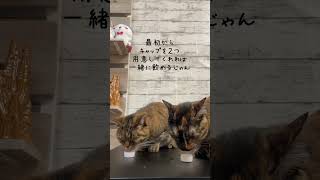 ペットボトルキャップで水を飲む猫たち #shorts #ペットボトルキャップ #猫動画 #サビ猫 #キジトラ #水飲み #ねこのいる生活