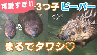 アメリカビーバー 3つ子の赤ちゃん！5月18日からのいち動物園で一般公開 2024/5/17放送