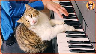 This Cat Refuses to Eat... Until We Play Piano Every Morning