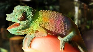 MY RAINBOW CHAMELEON HAD 23 BABIES!!! | BRIAN BARCZYK