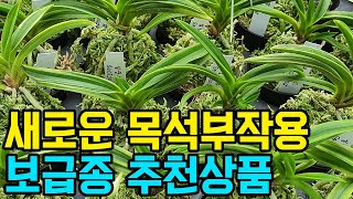 새로운 목석부작용 보급종 추천상품 (풍란부귀란) [꽃밭에서 난원]