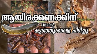 ആയിരക്കണക്കിന് വരാൽ കുഞ്ഞുങ്ങൾ #varal #വരാല് #ഫിഷ് #fishingvideo #fishing #happylife  #fishingislife