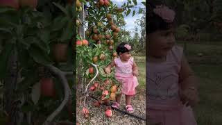 My daughter in the 🍎 garden.First time she picking  apples .#Apple Garden #apple frame #short.