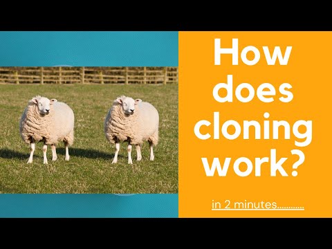 How does the cloning process work?
