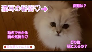 【猫耳の秘密♥️】「イカ耳」ってどんな耳❓どれくらい聴こえるの❓どんな役割があるの❓動きで分かる猫の気持ち❣️🌸 The role of cat ears【保護猫の癒しの日常】