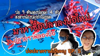 หาซื้อปลาคราฟลงบ่อ 9 ตันครั้งแรก / บ่อปลาคราฟเฮียหมู EP. 5