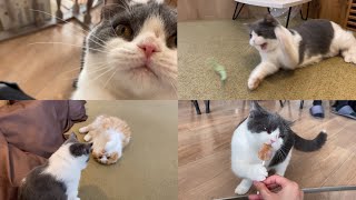 育ての親と再会した甘えん坊猫、嬉しすぎてこうなりました...【猫カフェデビューへの道＜スコティッシュストレート・うた編＞】