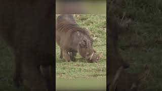 warthog eats.  #shortvideo #wildanimals #wildlife