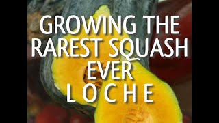 Growing The Rarest Squash Ever -  Peruvian Loche Squash