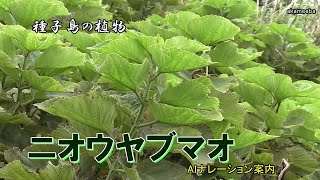 ニオウヤブマオ 梅雨のころ葉腋に雄花序、上部に雌花序をつけ花を咲かせた開花・群生風景令和5年 Aiナレーション案内～種子島の植物