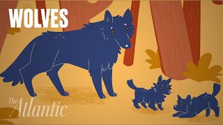 Wolves: Can’t Live With 'Em, Can’t Live Without 'Em