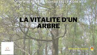 🎥 LA VITALITÉ D’UN ARBRE – Un enseignement profond de Rabbi Na’hman 🎥