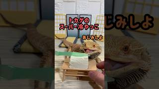 トカゲに邪魔されクッキング　〜スーパー冷や奴編〜