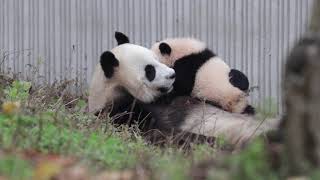 Lin Ping and her Cub , Wolong Giant Panda Nature Reserve, China