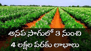 ఆనప సాగులో 3 నుంచి 4 లక్షల లాభం | 3 to 4 lakhs of profit in anapa cultivation