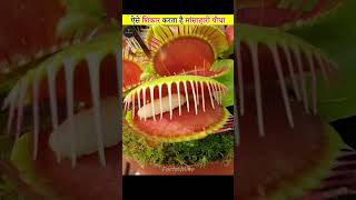 Venus Flytrap Carnivorous Plant