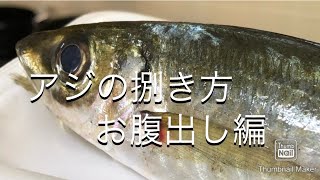 【魚屋】あじの捌き方〜お腹出し編〜