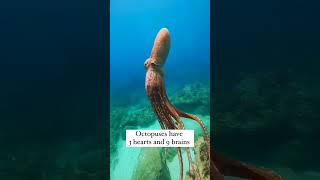 See creature mysterious dangerous unseen : This Was Unexpected #marine #ocean #shorts #SHORTS