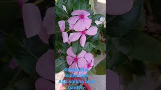 #sadabahar#bloom#agnishikha best garden#shorts#shorts #garden#flower#himalayan#blooming