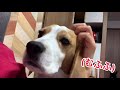 あられもない姿を晒されてイメージが崩れるとしょぼくれるビーグル犬さつきさんbeagle satsuki who is exposed to the appearance without hail