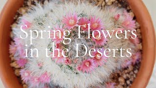 Spring Flowers in the Desert | 砂漠でお花見 | 砂漠の暮らし