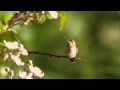 A Hummingbird's Long Tongue