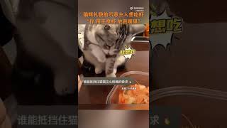 猫咪礼貌的示意主人想吃虾  “你用手拿虾放我嘴里”