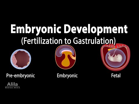 What are the three layers of an embryo?