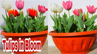 Tulips in Bloom 😍/ how to grow Tulip in conteiner😍