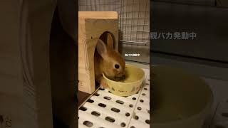 この世に生まれ落ち早2ヶ月半。まだ性別不明のジェンダーレスうさぴょんです🐰#うさぎ #たんぽぽ #animals #pets #rabbit #japan